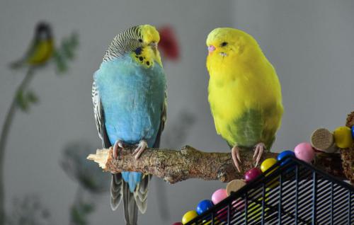 A papagájtartás előnyei és hátrányai