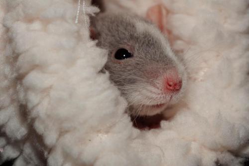 Mit kell tudnunk, ha patkányt vásárolunk háziállatnak?